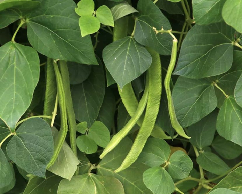 Vainas de judía común, fruto del Phaseolus vulgaris