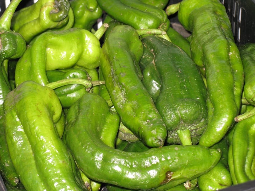 Cultivo de pimiento italiano entutorado en el huerto