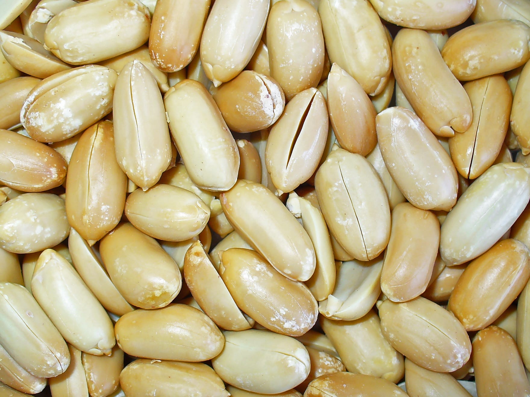 Cacahuete: cultivo paso a paso, cosecha y curado