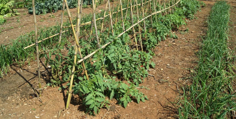 Bancal de tomateras entutoradas en un huerto