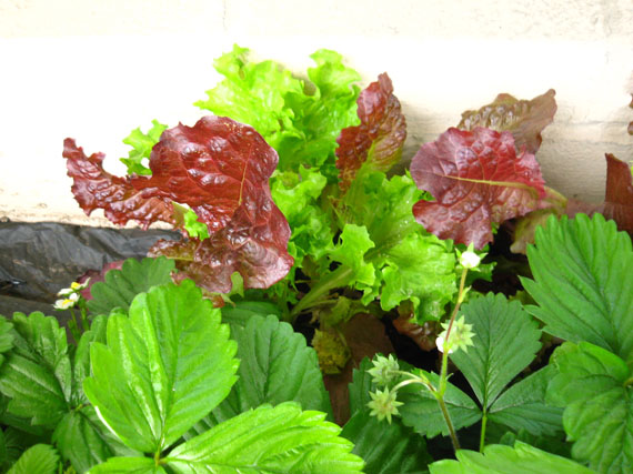 ¿Qué cultivar en un huerto en semisombra?