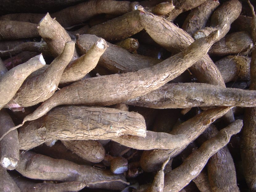 Detalle de las hojas palmeadas de Manihot esculenta