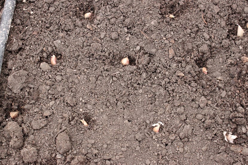 Siembra de dientes de ajo en el huerto