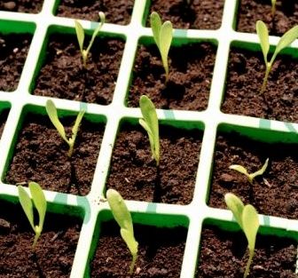 Plántulas de hortaliza listas para el trasplante al huerto