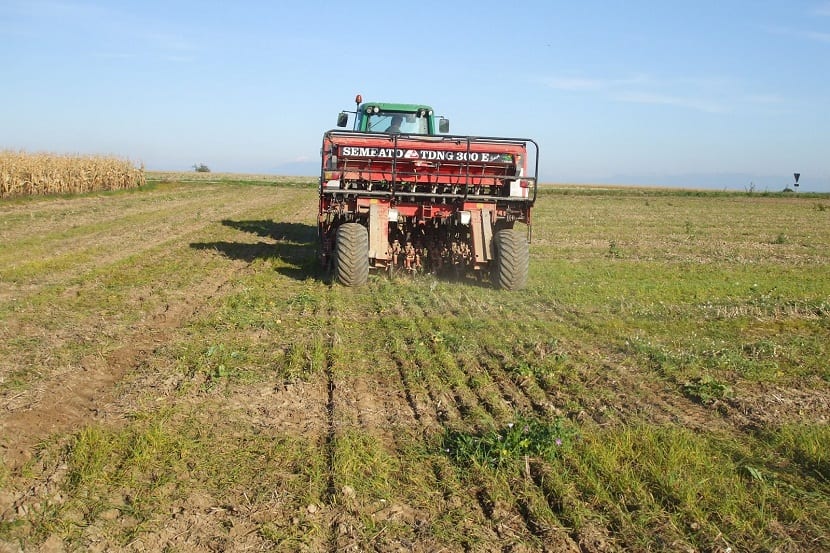 Suelo limpio tras aplicar la falsa siembra antes de sembrar el cultivo