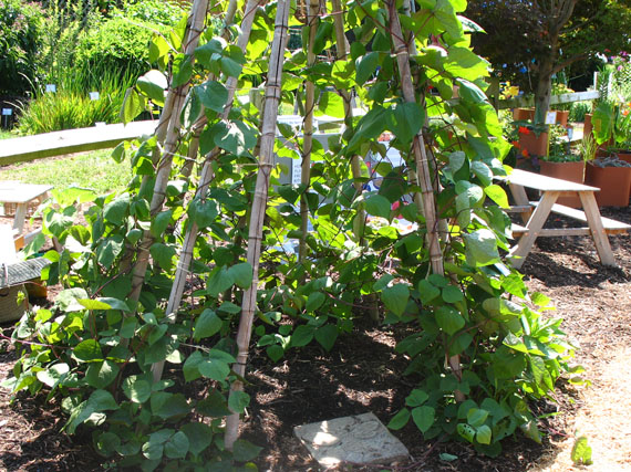 ¡Un tipi de judías verdes para jugar!