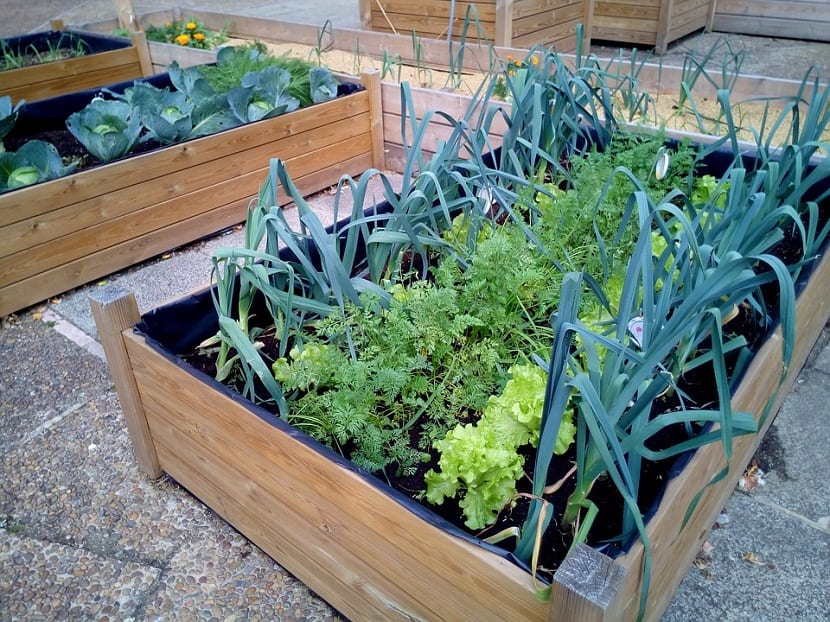 Huerto urbano: tipos, cuidados y calendario de cultivo
