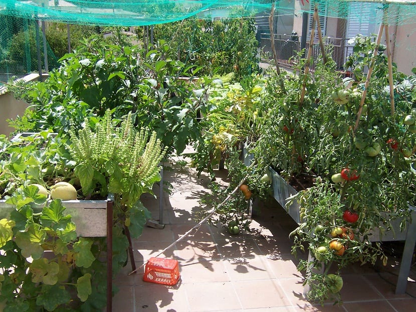 Huerto urbano en una terraza con macetas y plantas de hortalizas