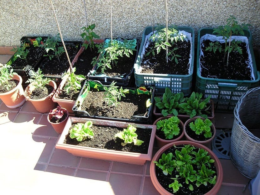 Macetas con plantas de hortalizas cultivadas en casa