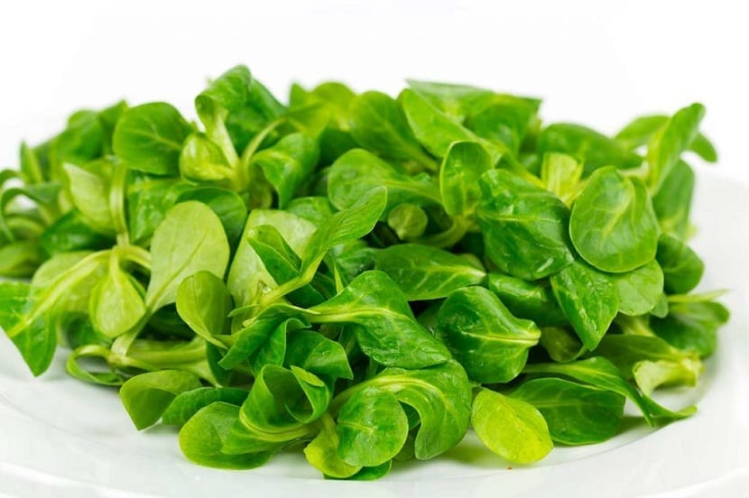 Canónigos, Valerianella locusta, en roseta