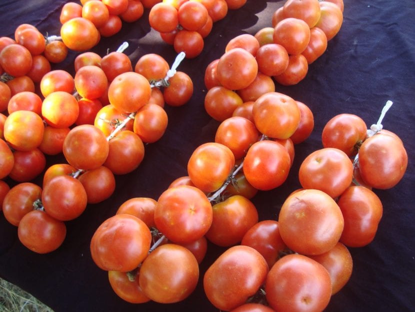 Ristra de tomates de colgar atados por el ped&uacute;nculo