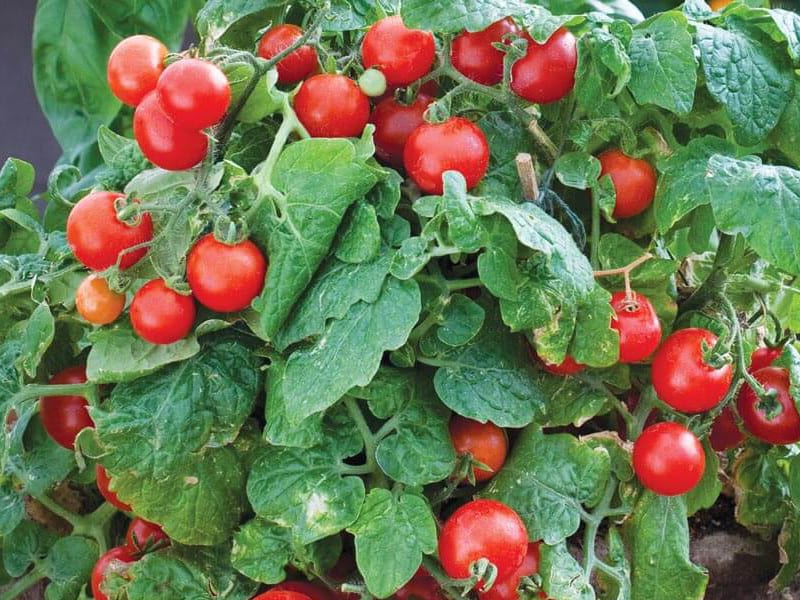 Planta de tomate Robin en el huerto