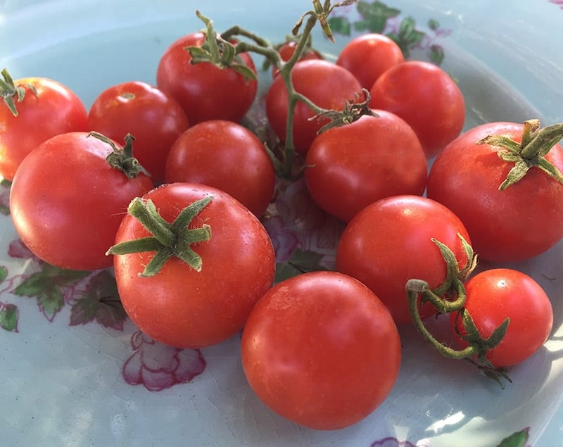 Tomate Robin maduro