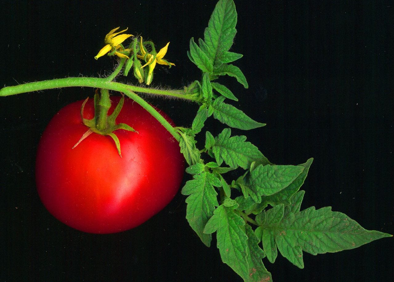 Trucos para cultivar tomates con más cosecha y menos fallos