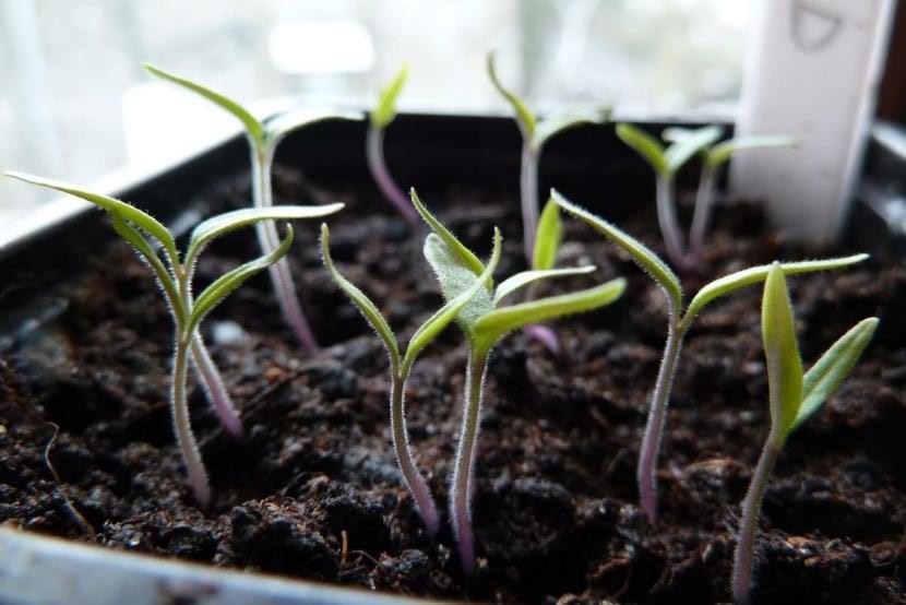 Plántulas de tomate recién germinadas en semillero
