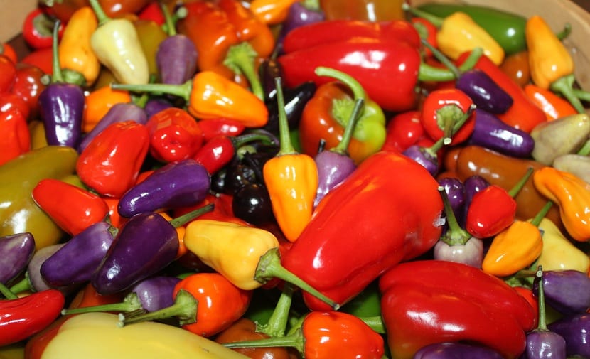 Variedades de pimientos: dulces, picantes, de conserva y secos