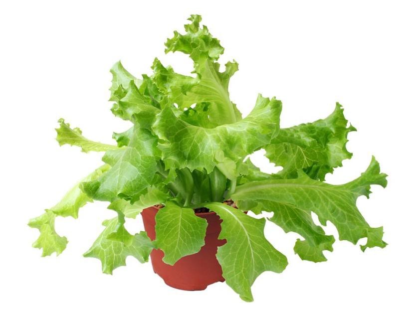 Lechuga de hoja suelta cultivada en maceta