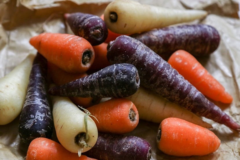 Zanahorias de distintos colores recién cosechadas