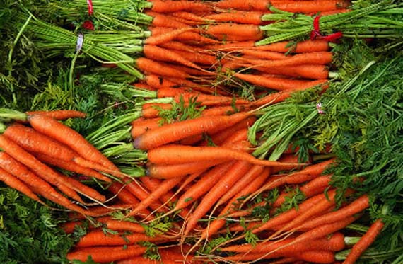 Zanahorias recién cosechadas con sus hojas