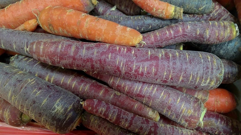 Manojo de zanahorias moradas recién cosechadas