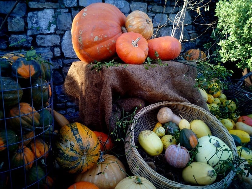Diferentes tipos de calabazas o zapallos de varios colores y medidas