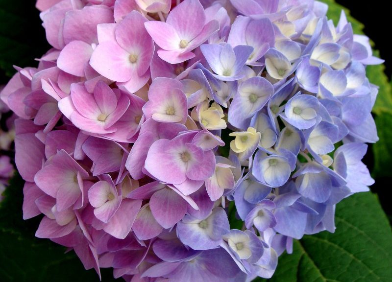 Hortensias: poda, color azul y por que no florecen