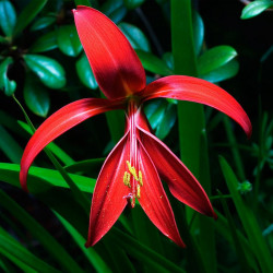Flor de lis: que planta es realmente y como se cultiva
