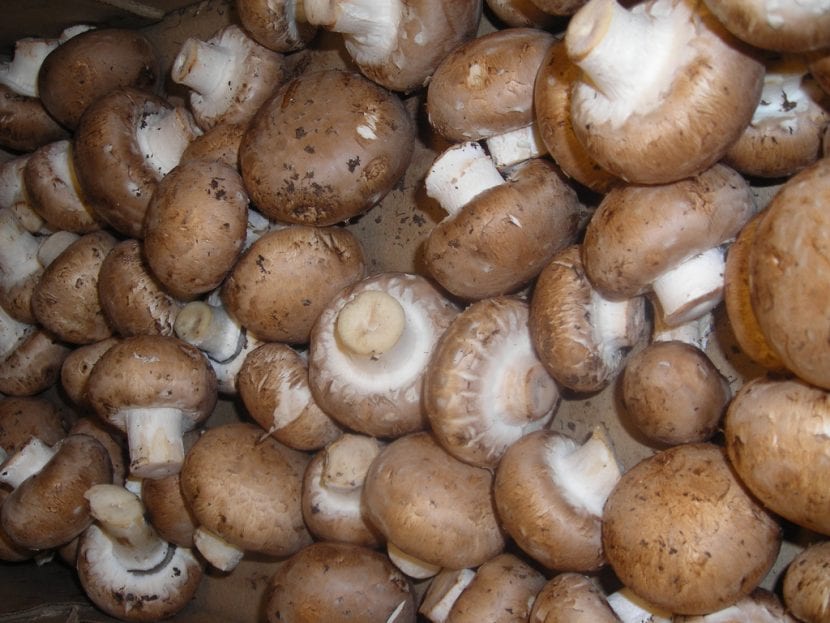 Champiñones cultivados sobre su capa de cobertura