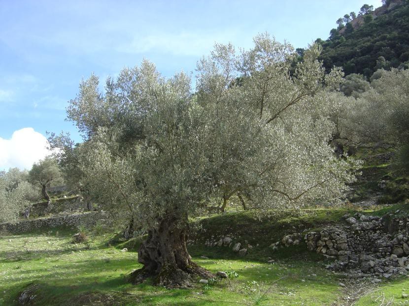 Olivo adulto de secano con marco de plantación amplio