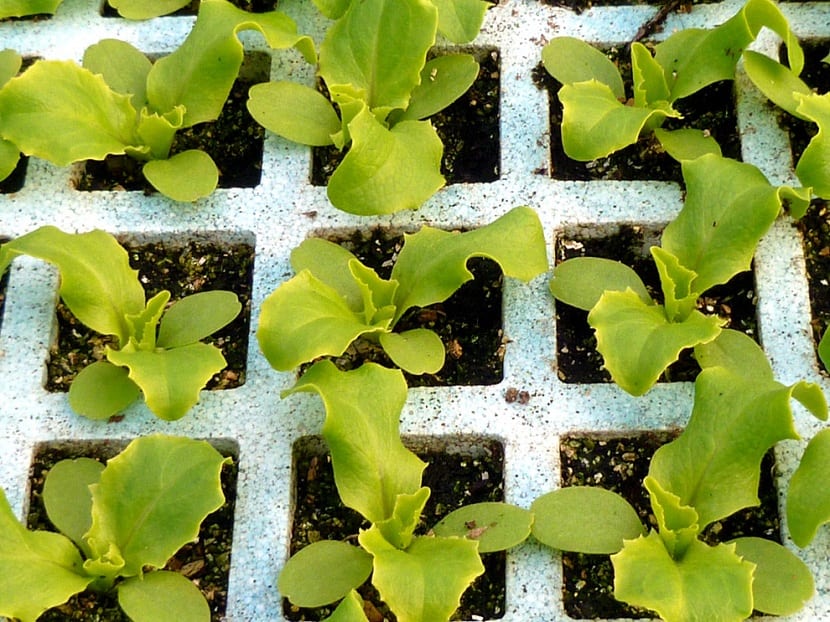 Plantones de hortícolas preparados para llevar al huerto