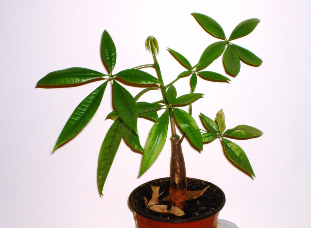 Castaño de Guinea (Pachira aquatica): cultivo en interior