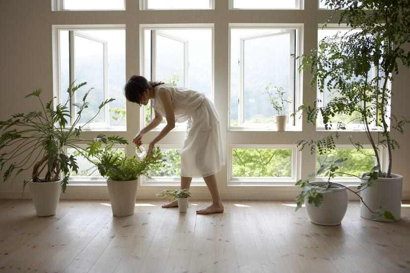 Limpieza de hojas de plantas de interior