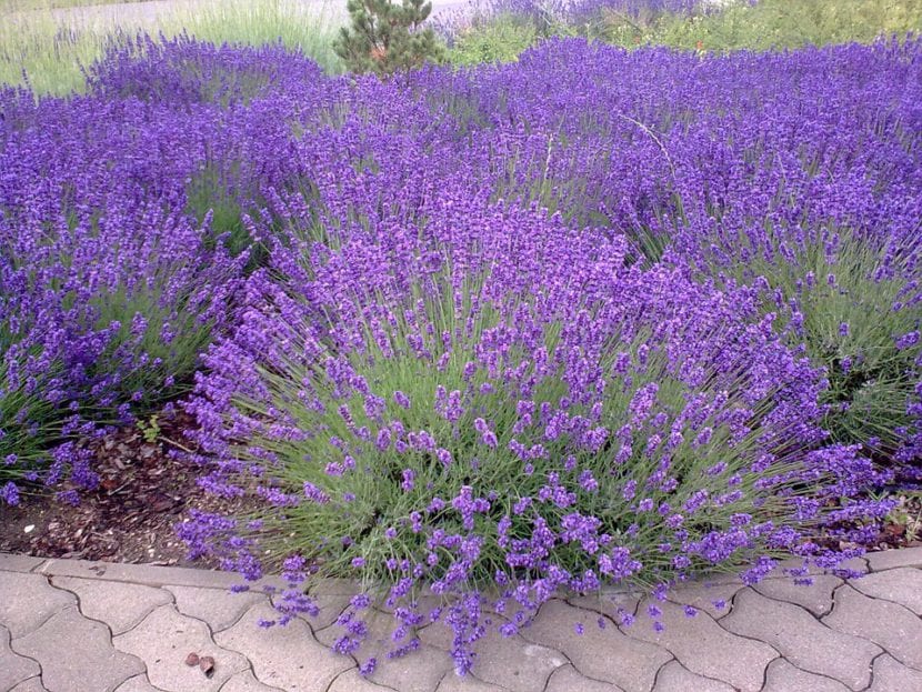 Plantas de lavanda, bien adaptadas a suelos calizos y secos