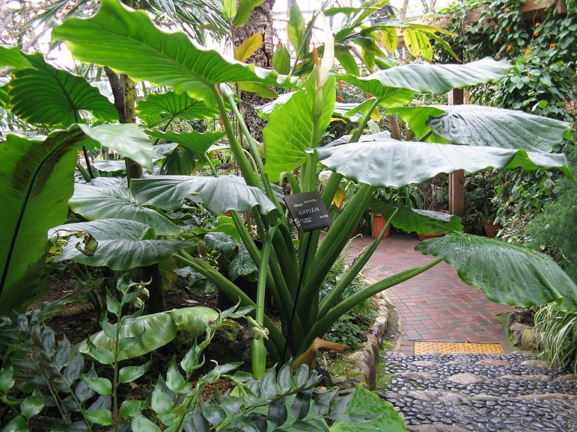 Hojas grandes de alocasia, sensibles a la insolación directa