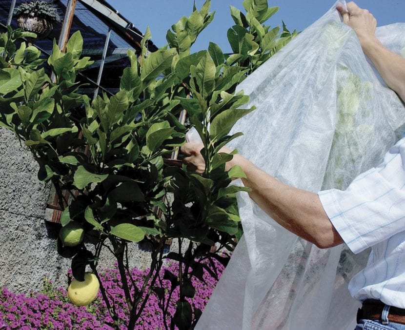 Tela antiheladas cubriendo plantas del jardín