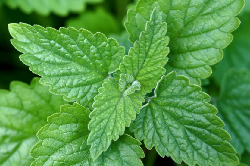 Mata de Nepeta cataria o hierba gatera en flor