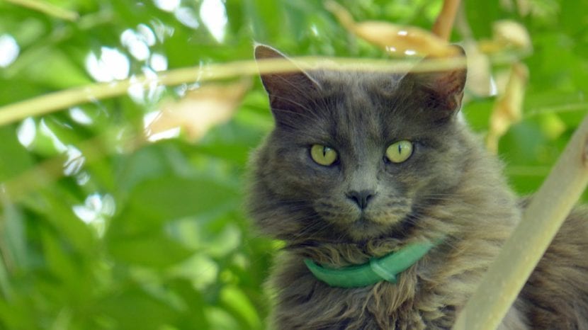 Gato paseando entre las plantas de un jardín