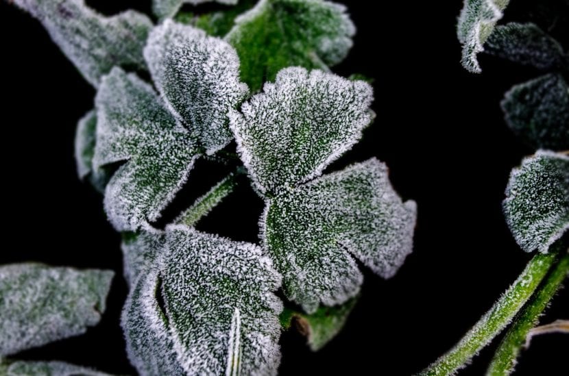 Planta con las hojas dañadas por una helada