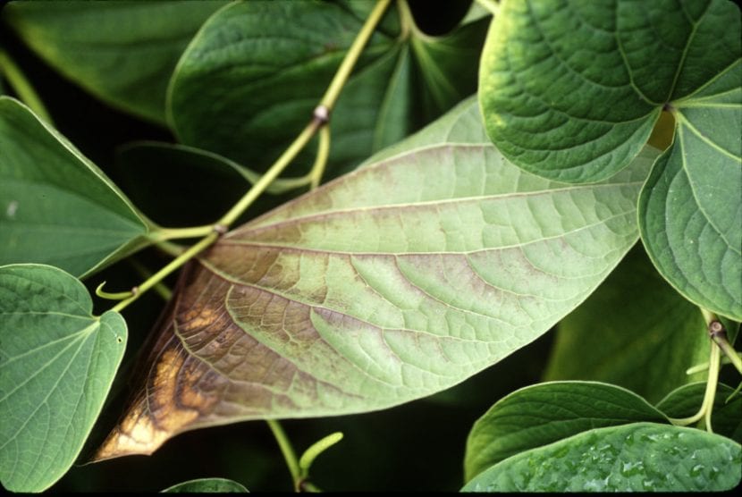 Hojas de planta quemadas por el sol