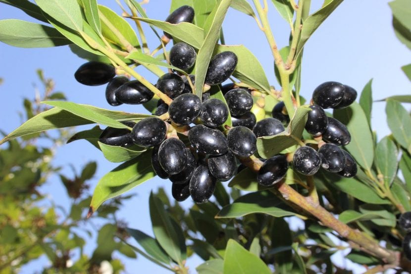Ramas de laurel cargadas de frutos negros maduros