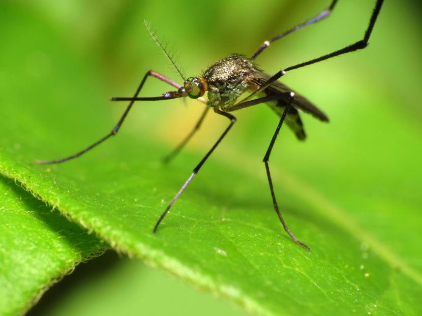 Mosquito posado sobre una hoja en el jardín