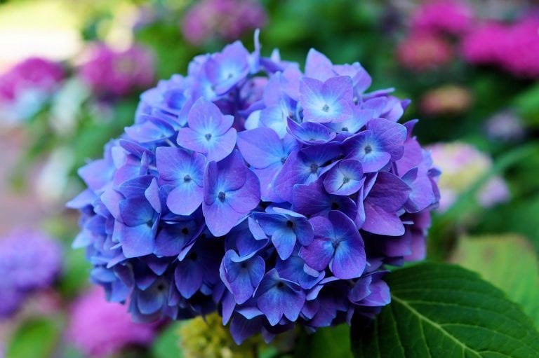Hortensia de flor azul en el jardín