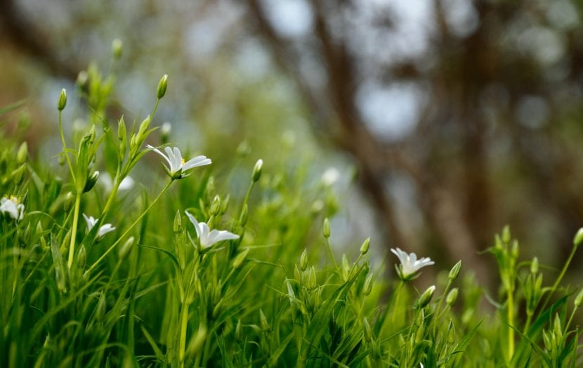 Macizo de flores en un jardín bien mantenido