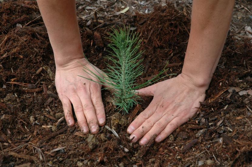 Plantación de un pino joven con el cepellón en el hoyo