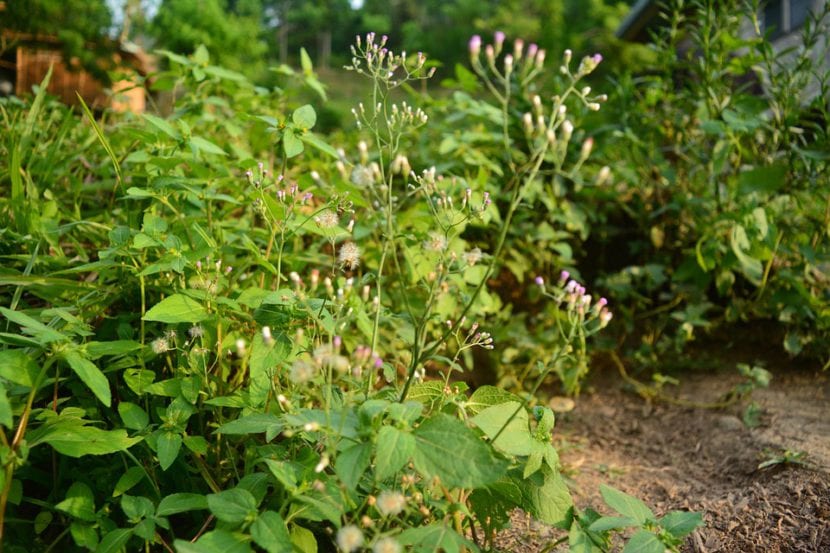 Malas hierbas creciendo entre las plantas de un jardín