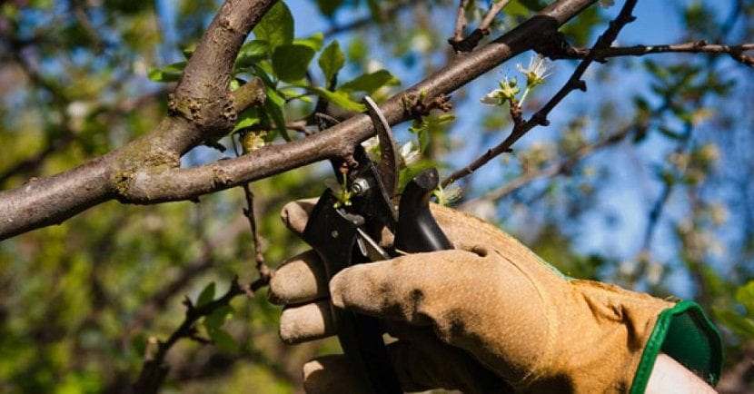 Poda de árboles frutales en invierno