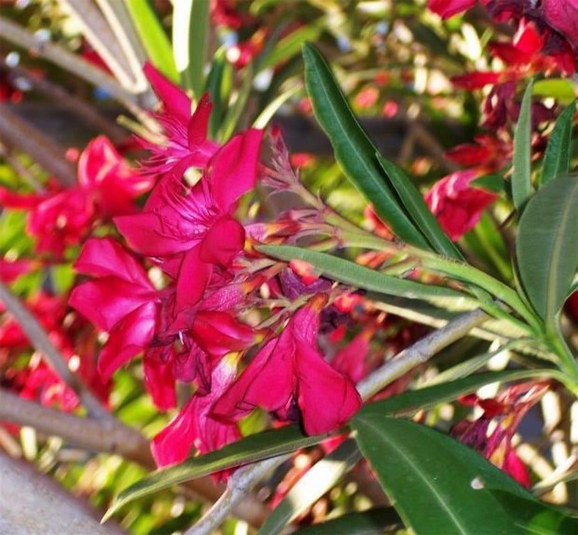 Flores de adelfa, Nerium oleander