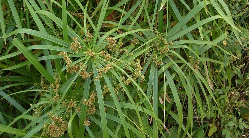 Mata de Cyperus con sus umbelas de brácteas radiales