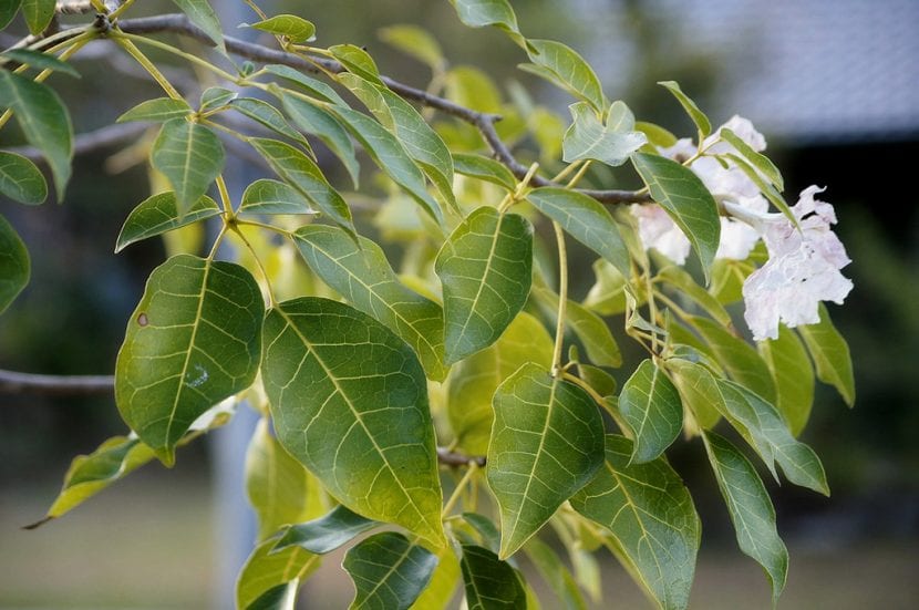 Hojas verdes de un árbol vistas a contraluz