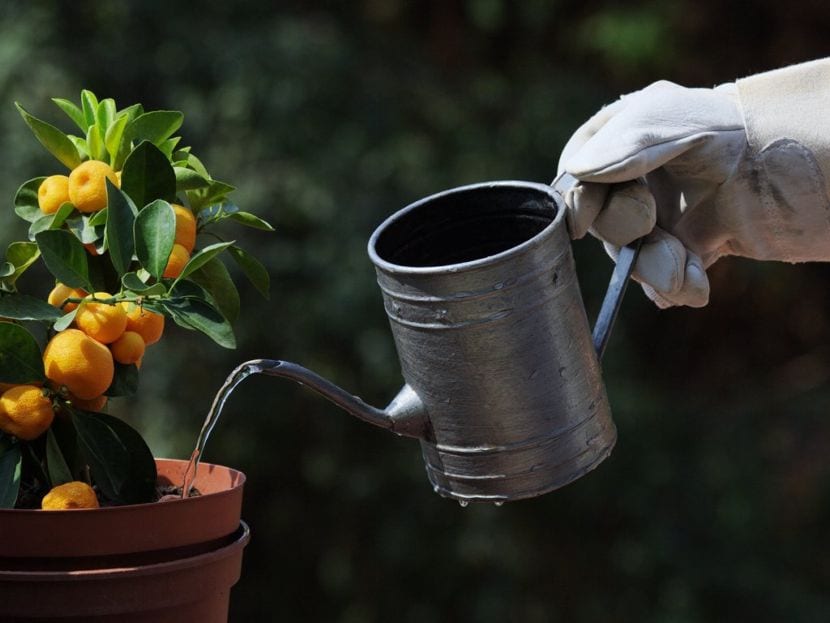 Qué agua usar para regar: lluvia, red, pozo u ósmosis
